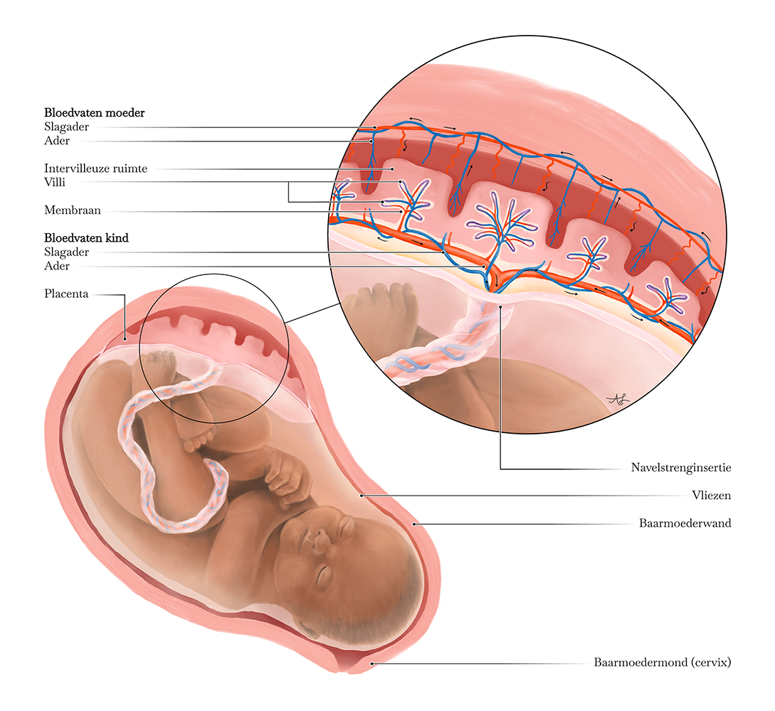 Placenta_en_navelstreng_annotaties_klein_v02