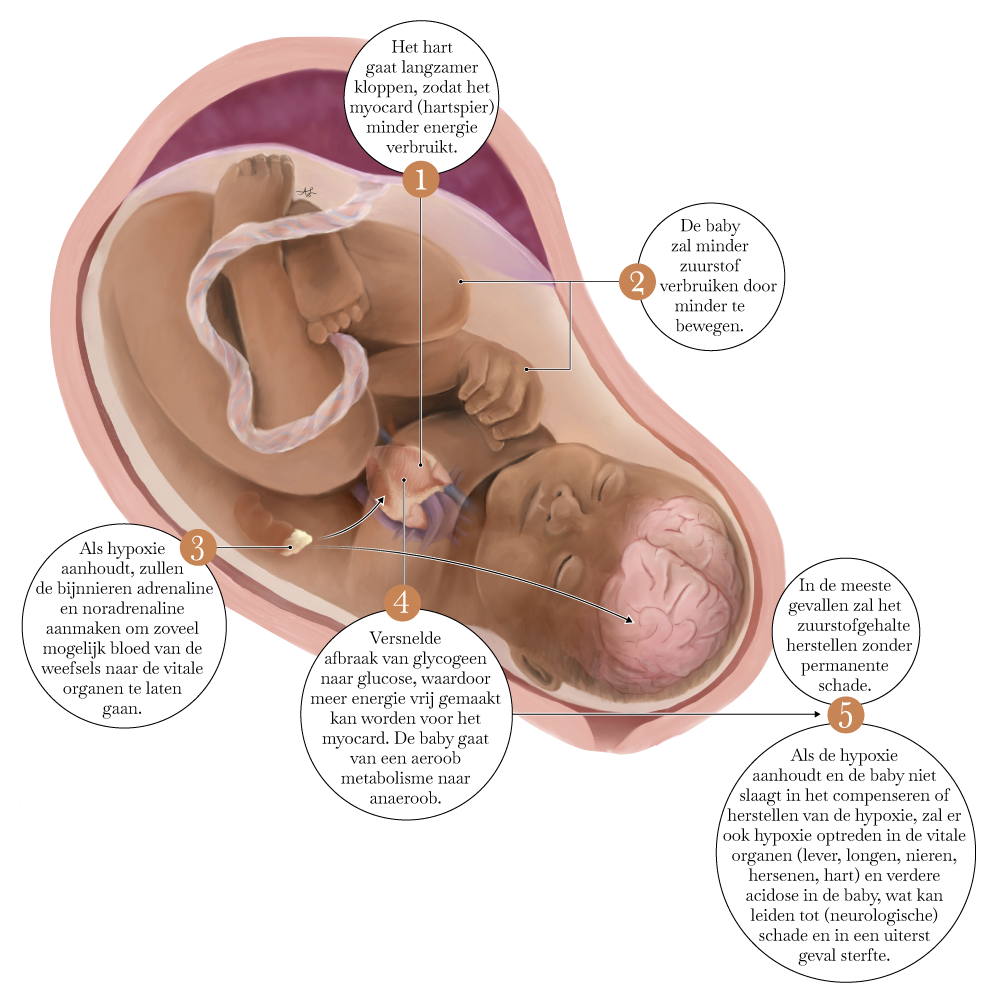 Het proces van hypoxie in beeld