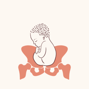 Stuit volkomen - Atelier Mayura